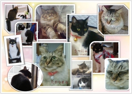 ENJOY!写真講座見本猫.png