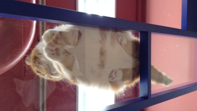 oyama_neko_003.JPG