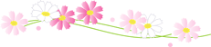 コスモス.gif