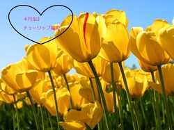 Tulipsブログ.jpg