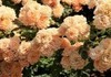 秋　薔薇.jpgのサムネイル画像のサムネイル画像のサムネイル画像のサムネイル画像