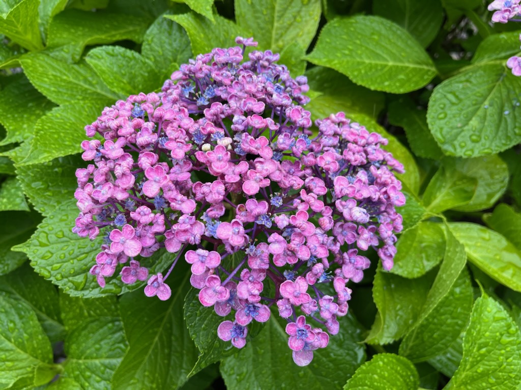 池下校　紫陽花