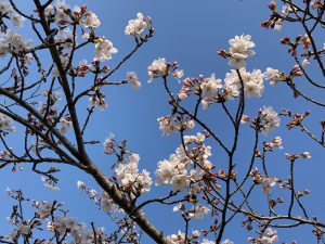 桜咲く